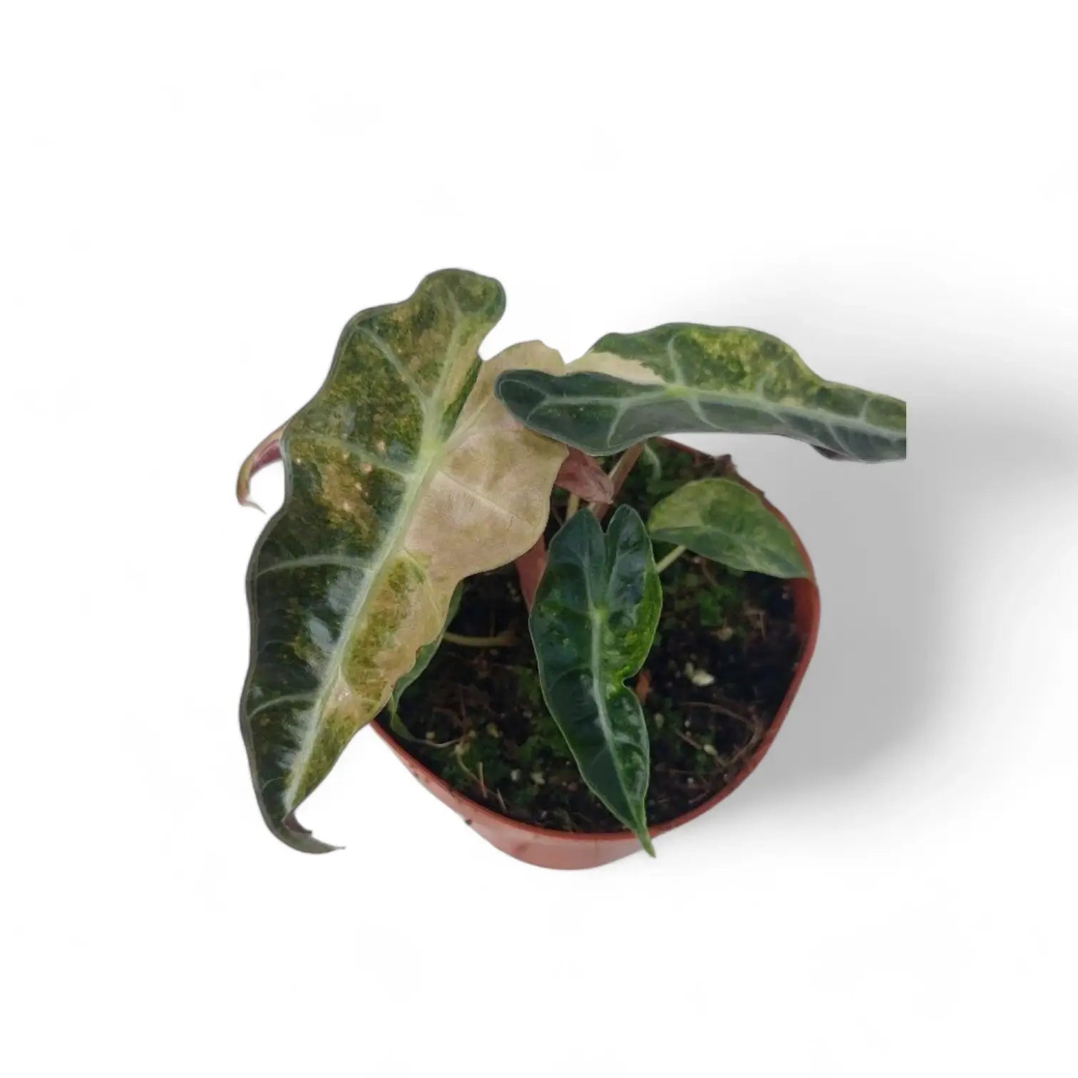 Alocasia 'Polly' variegata aurea Zimmerpflanze im Anzuchttopf vor weißem Hintergrund, Produktfoto 6.