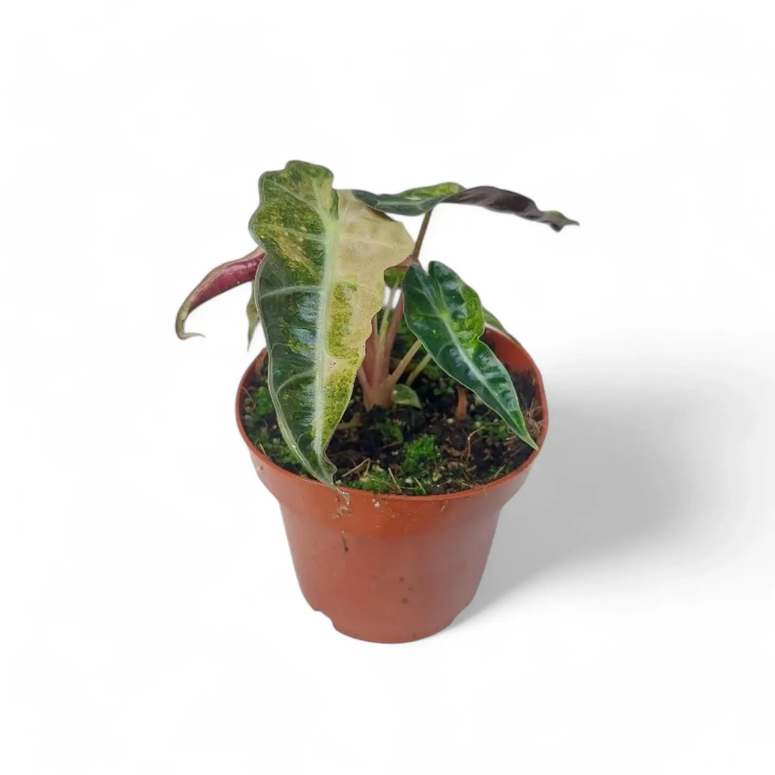 Alocasia 'Polly' variegata aurea Zimmerpflanze im Anzuchttopf vor weißem Hintergrund, Produktfoto 7.