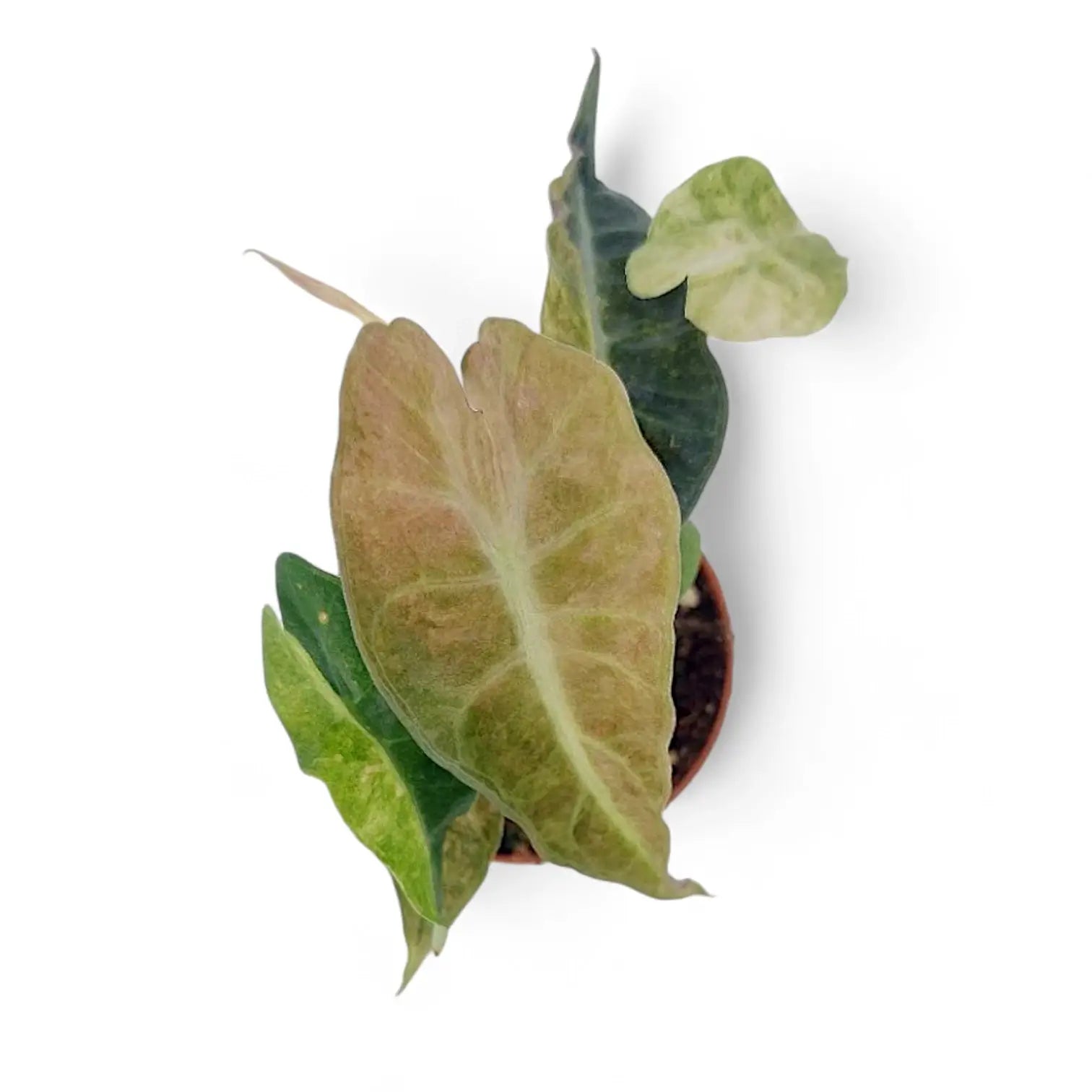 Alocasia 'Polly' variegata aurea Zimmerpflanze im Anzuchttopf vor weißem Hintergrund, Produktfoto 9.