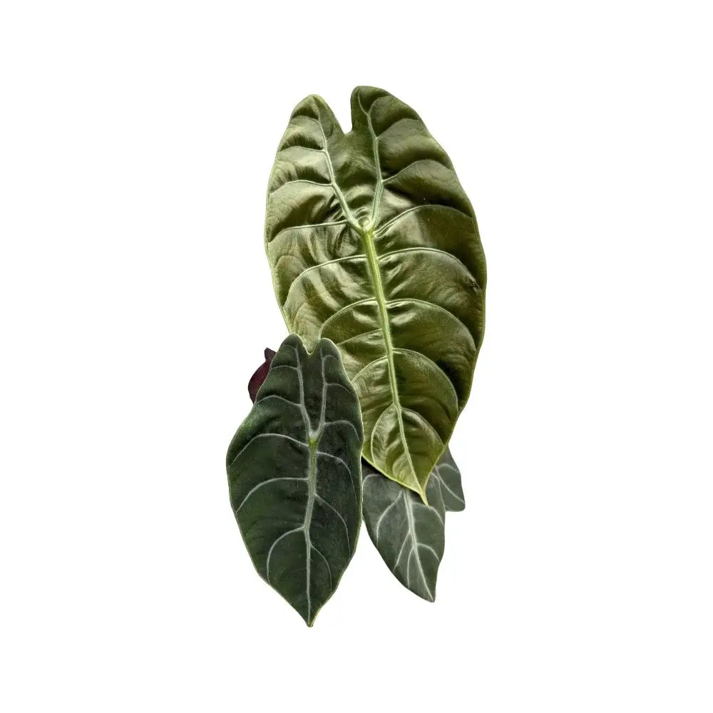 Alocasia āSedeniiā potted houseplant in nursery pot on white background, product photo 3.