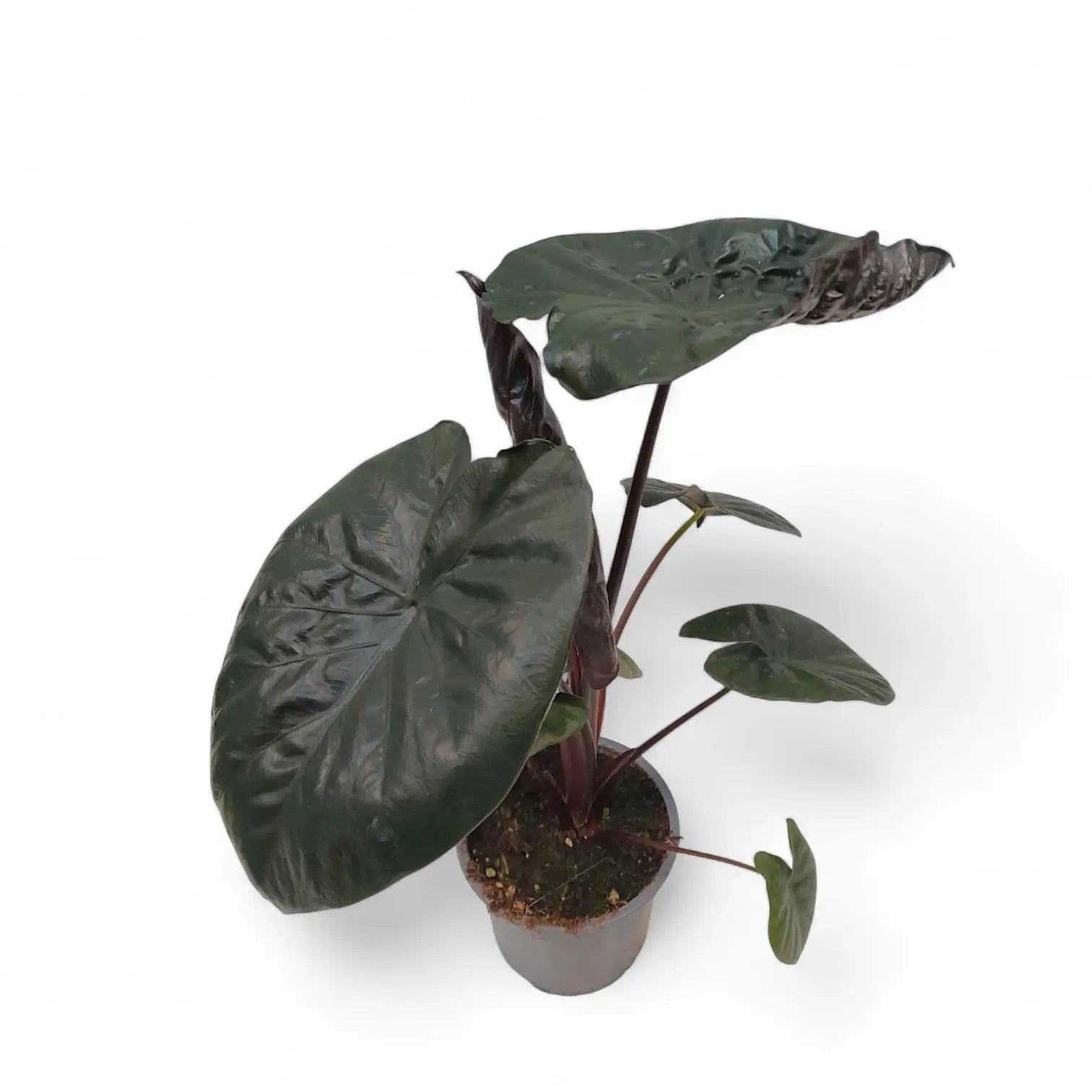 Alocasia 'Serendipity' Zimmerpflanze im Anzuchttopf vor weißem Hintergrund, Produktfoto 3.