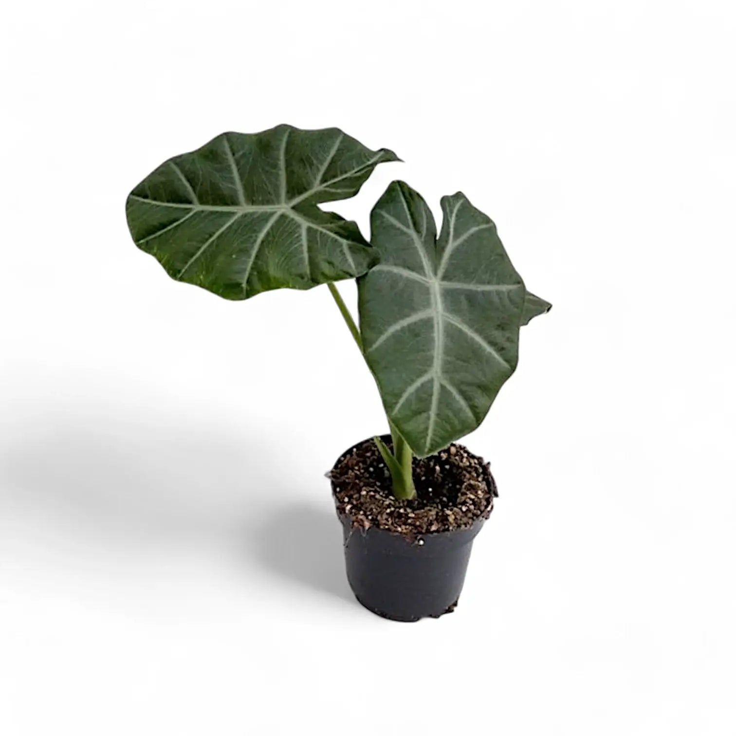 Alocasia 'Silver Feathers' potted houseplant in nursery pot on white background, product photo 3.