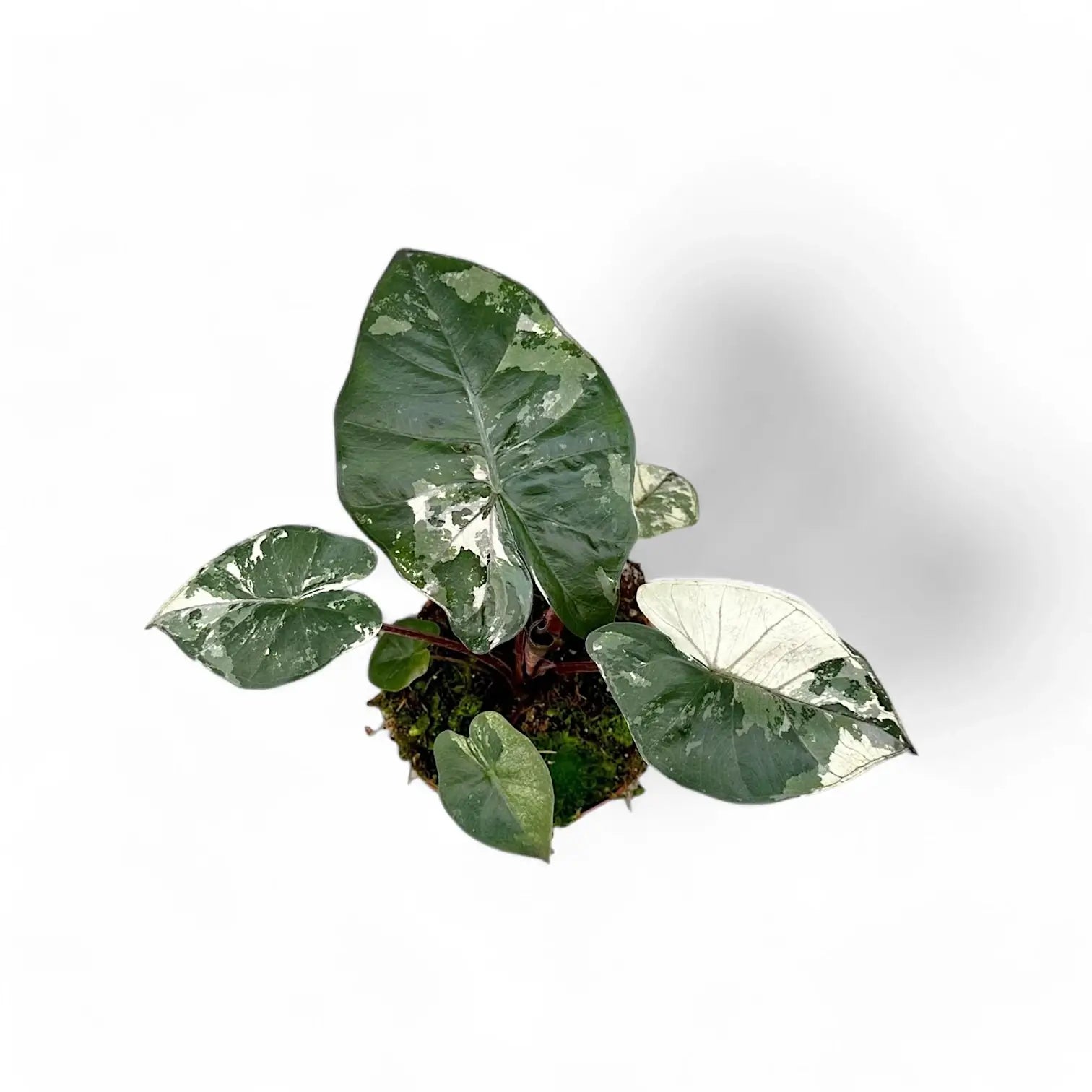 Alocasia 'Yucatan princess' variegata potted houseplant in nursery pot on white background, product photo 4.