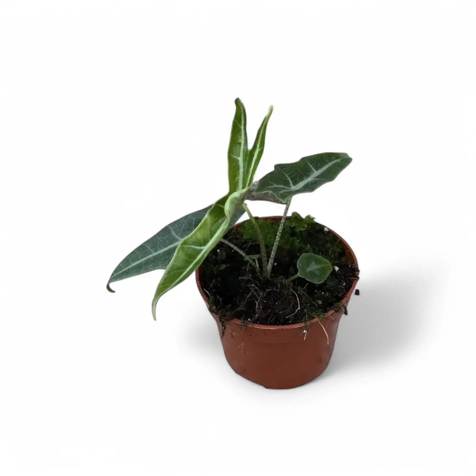 Alocasia cf. longiloba 'Narrow' potted houseplant in nursery pot on white background, product photo 3.