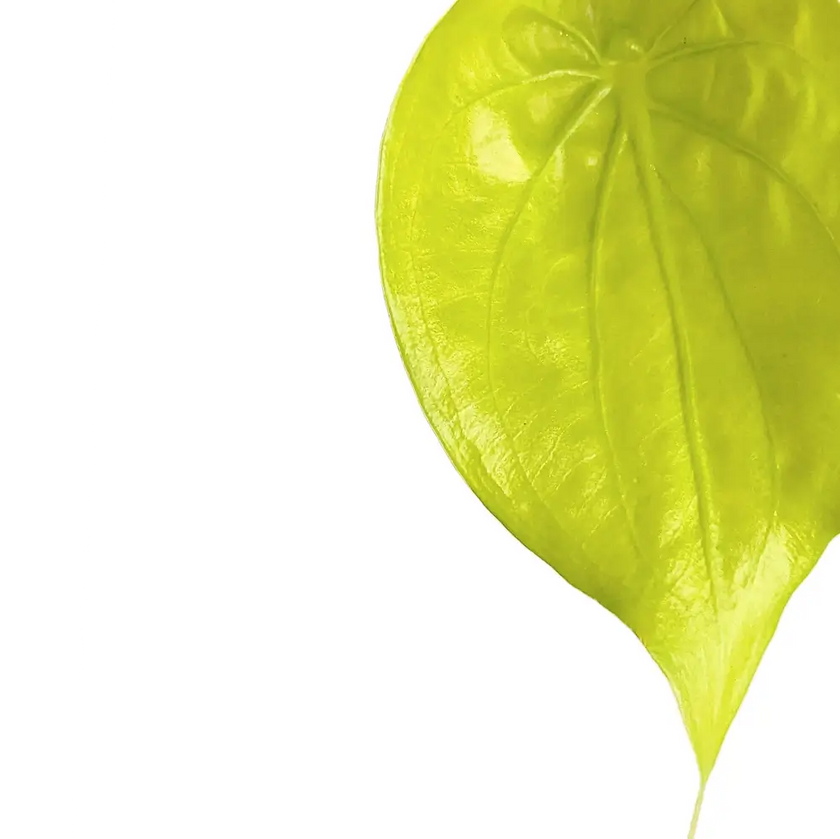 Alocasia cucullata 'Golden' leaf close-up on white background.