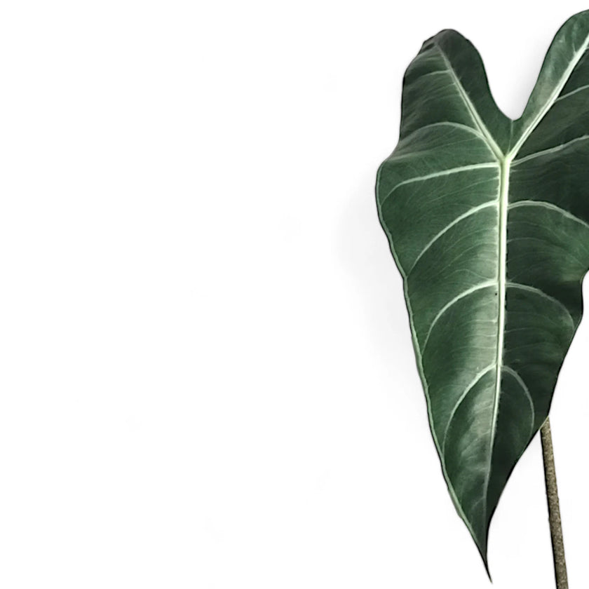 Alocasia longiloba leaf close-up on white background.