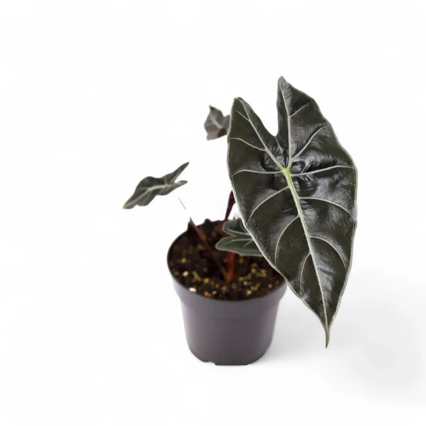 Alocasia longiloba 'Dragon's Tooth' potted houseplant in nursery pot on white background, product photo 2.