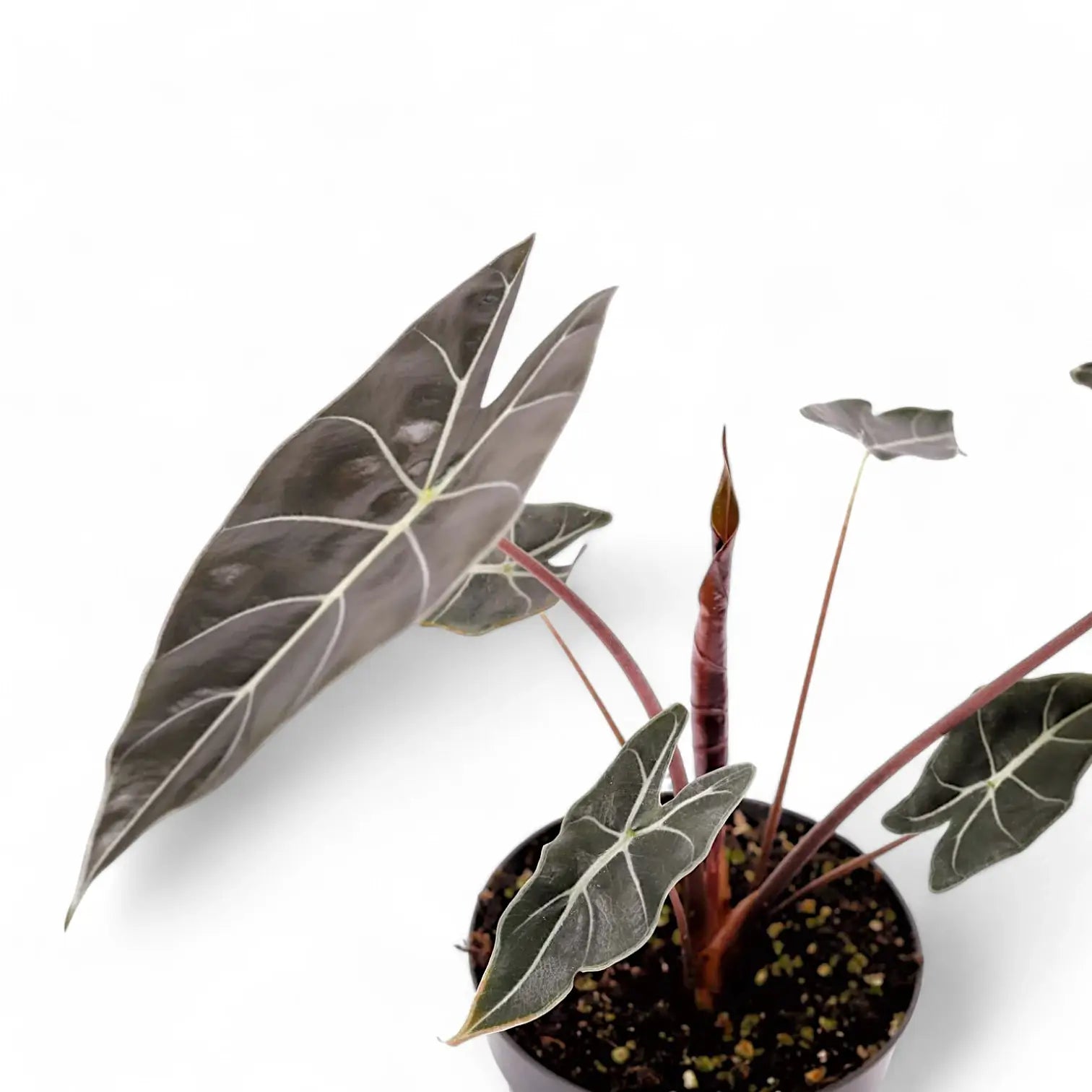 Alocasia longiloba 'Dragon's Tooth' Zimmerpflanze im Anzuchttopf vor weiĂźem Hintergrund, Produktfoto 4.