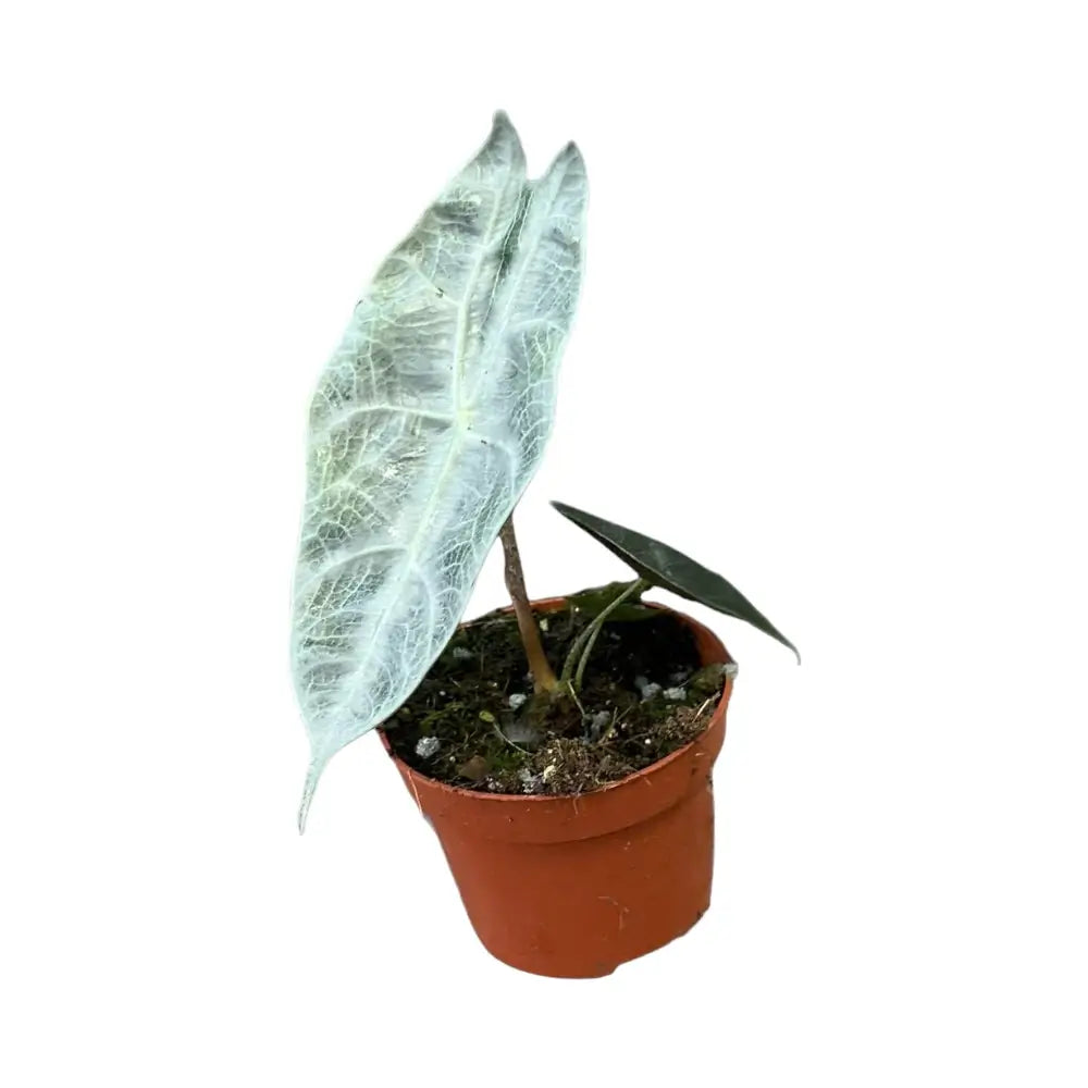 Alocasia longiloba 'Silver' Zimmerpflanze im Anzuchttopf vor weiĂźem Hintergrund, Produktfoto 2.