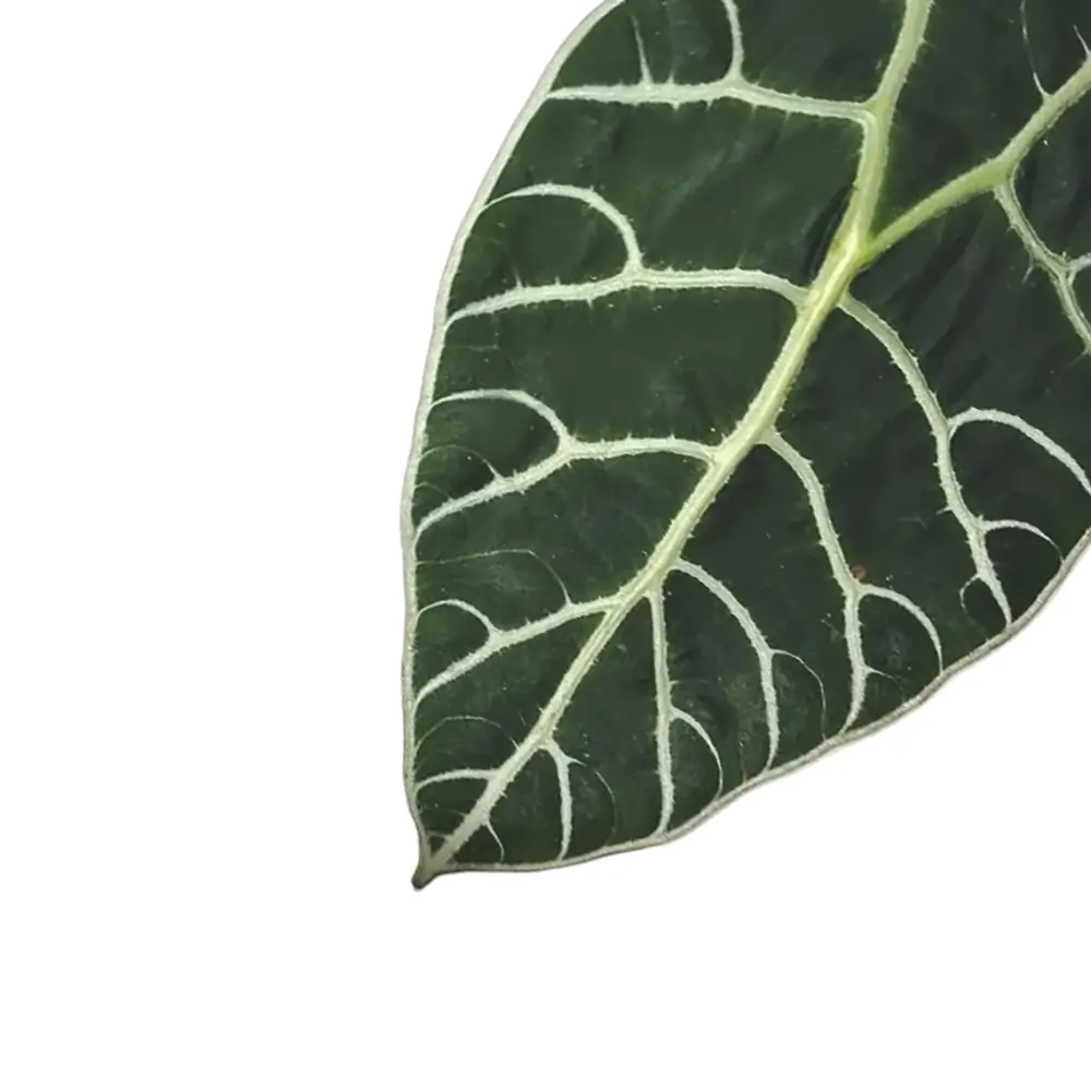 Alocasia longiloba 'Watsoniana' leaf close-up on white background.