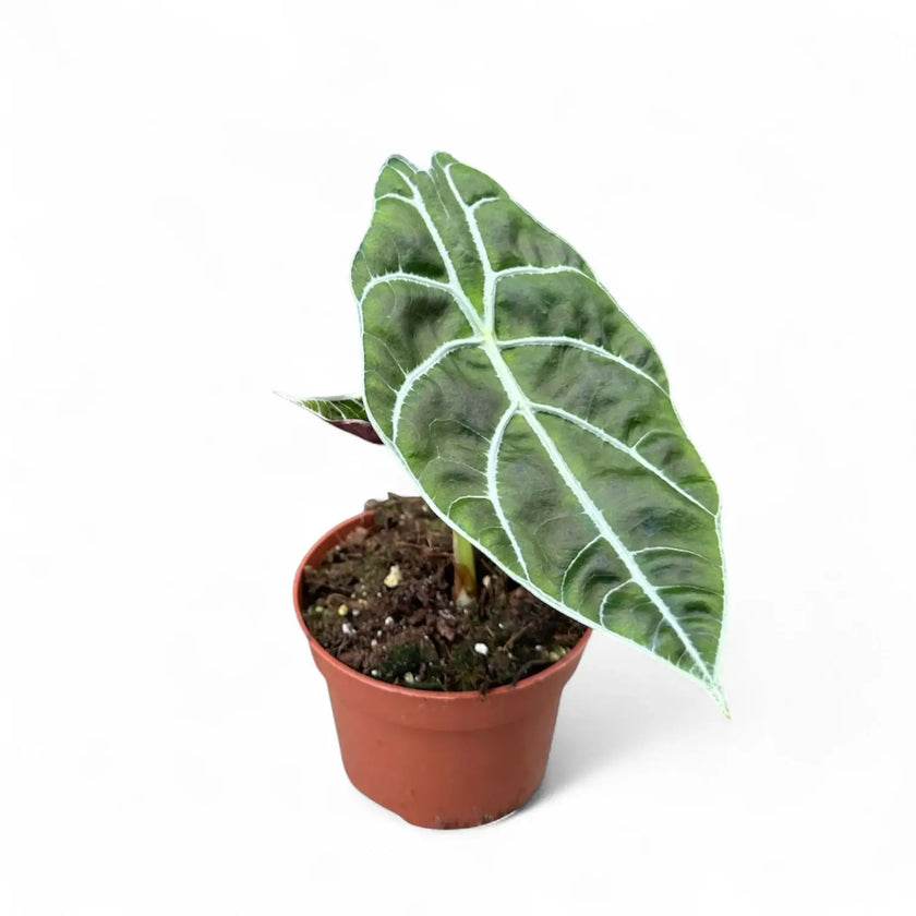 Alocasia longiloba 'Watsoniana' potted houseplant in nursery pot on white background, product photo 2.