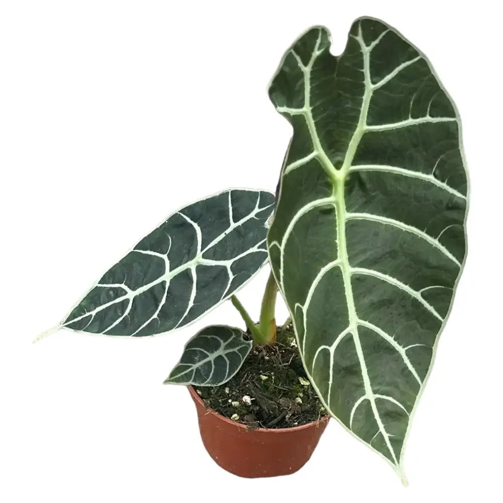 Alocasia longiloba 'Watsoniana' potted houseplant in nursery pot on white background, product photo 3.