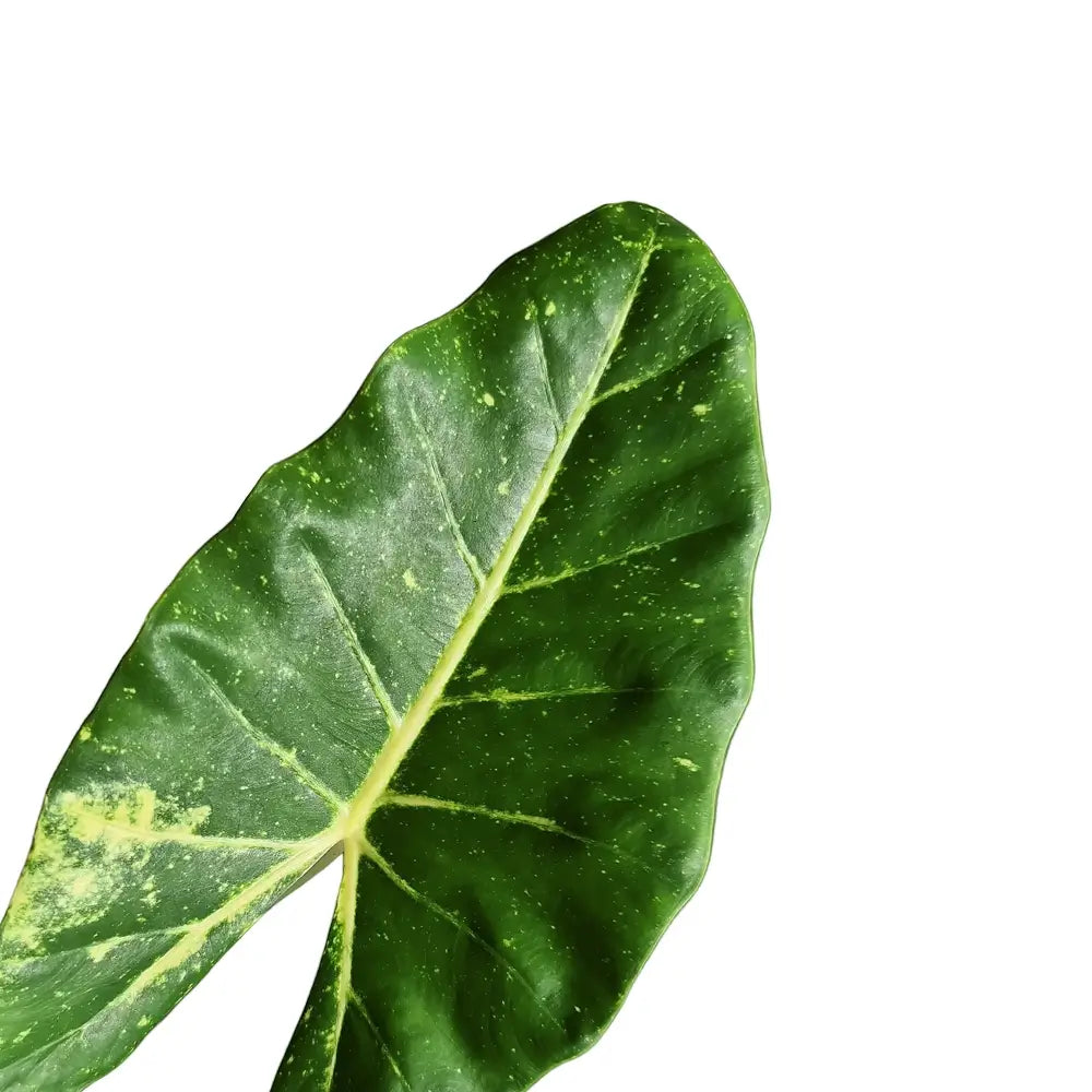 Alocasia macrorrhizos âNew Guinea Goldâ leaf close-up on white background.