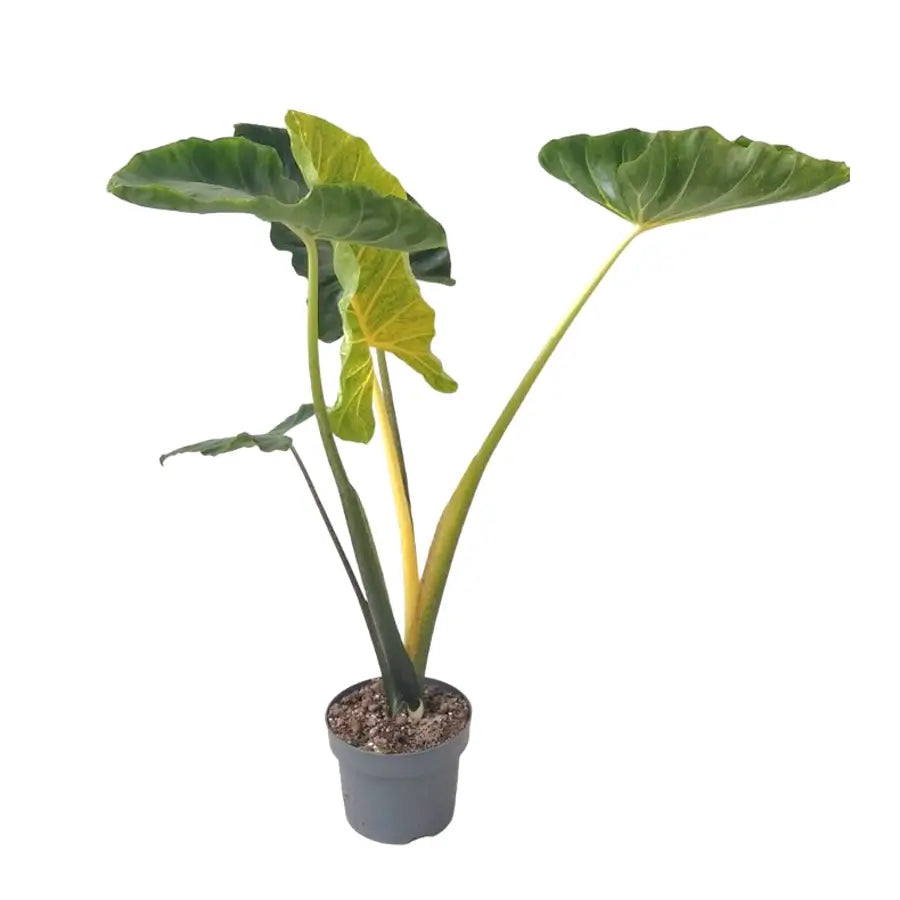 Alocasia macrorrhizos âNew Guinea Goldâ potted houseplant in nursery pot on white background, product photo 2.