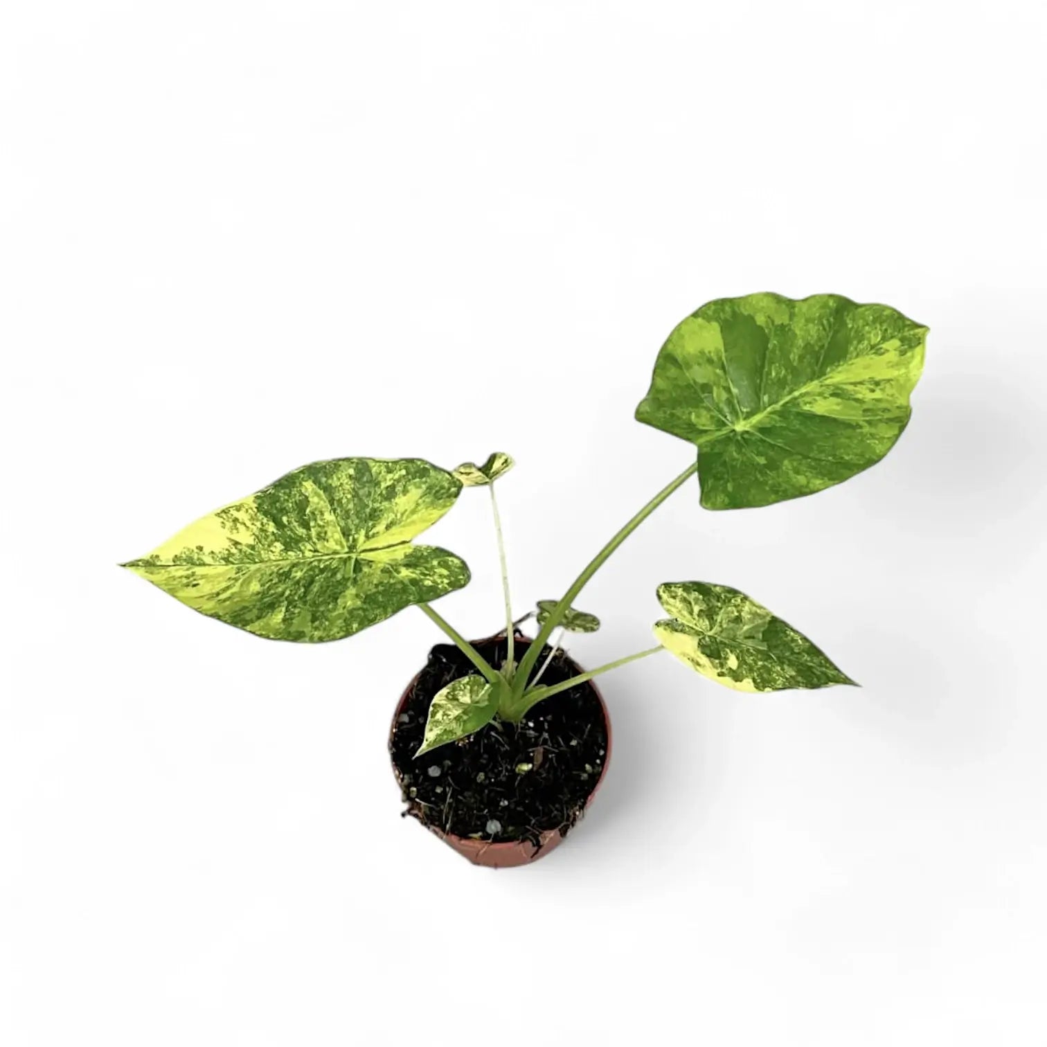 Alocasia odora 'California Variegata Aurea' potted houseplant in nursery pot on white background, product photo 2.