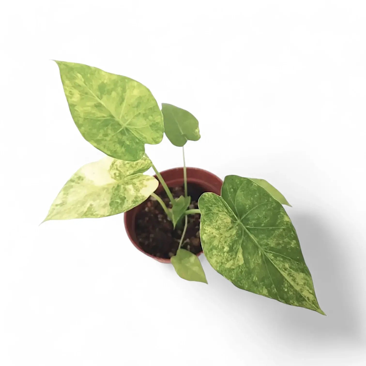 Alocasia odora 'California Variegata Aurea' potted houseplant in nursery pot on white background, product photo 3.