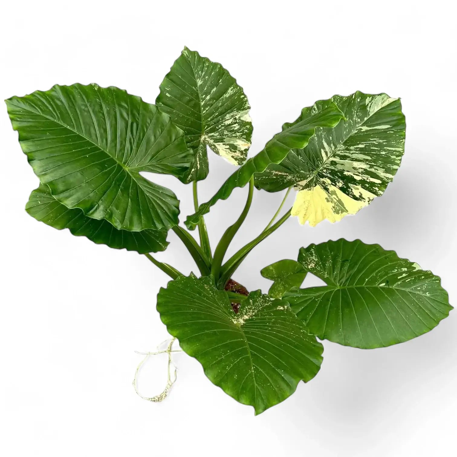 Alocasia odora 'California Variegata Aurea' potted houseplant in nursery pot on white background, product photo 6.