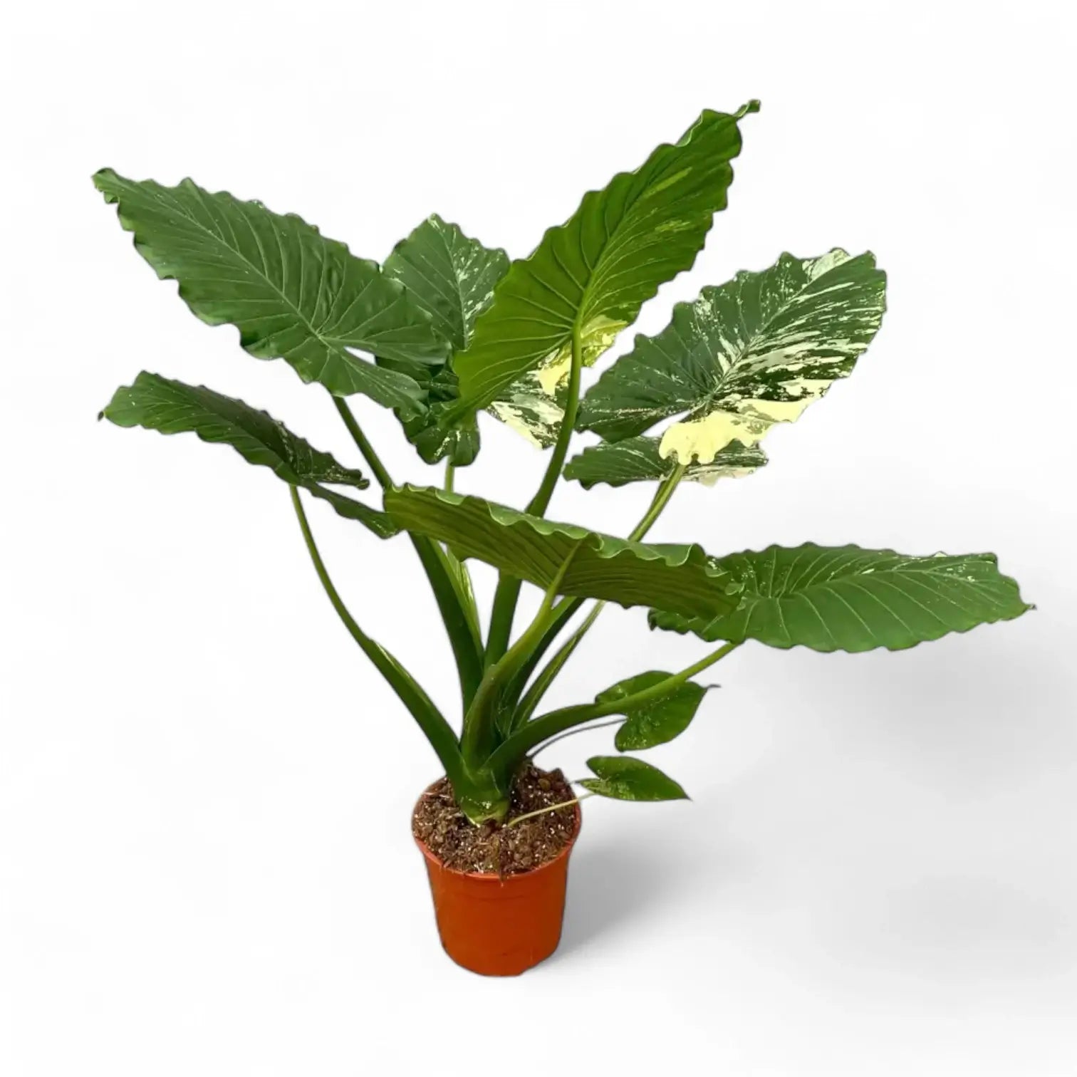 Alocasia odora 'California Variegata Aurea' potted houseplant in nursery pot on white background, product photo 7.