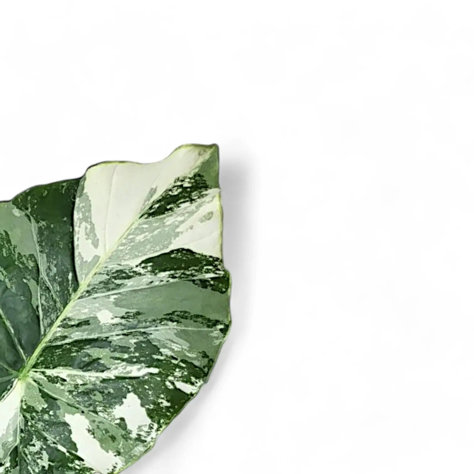 Alocasia odora ‘California Variegata’ variegata leaf close-up on white background.