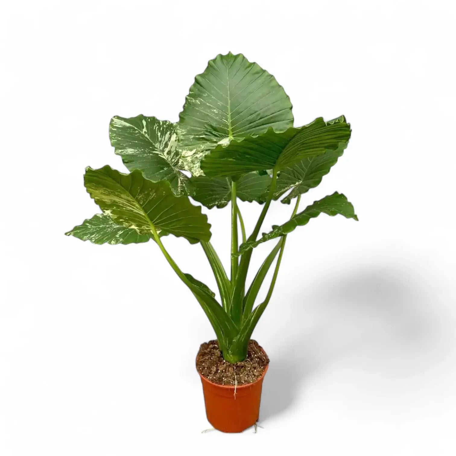 Alocasia odora ‘California Variegata’ variegata potted houseplant in nursery pot on white background, product photo 4.