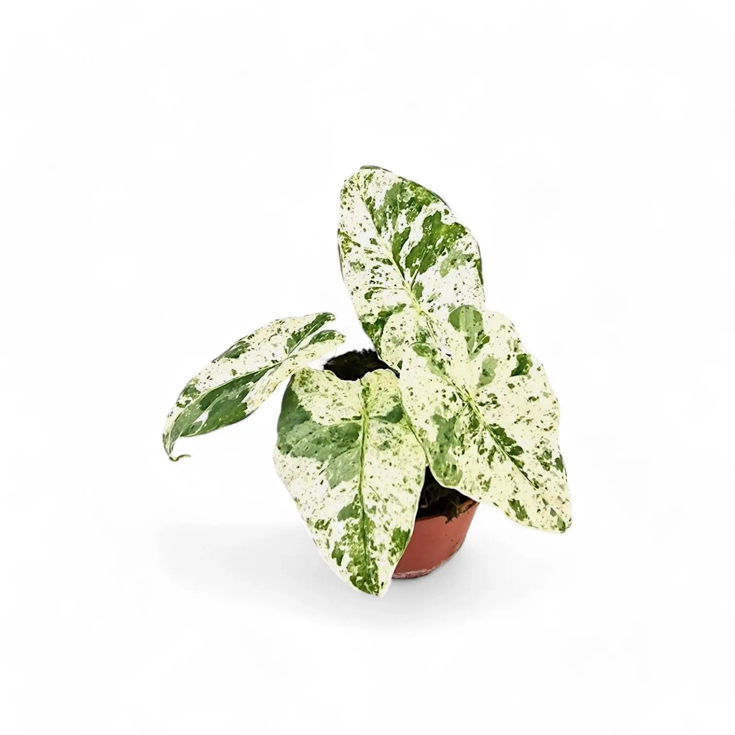 Alocasia odora variegata 'Batik' potted houseplant in nursery pot on white background, product photo 5.