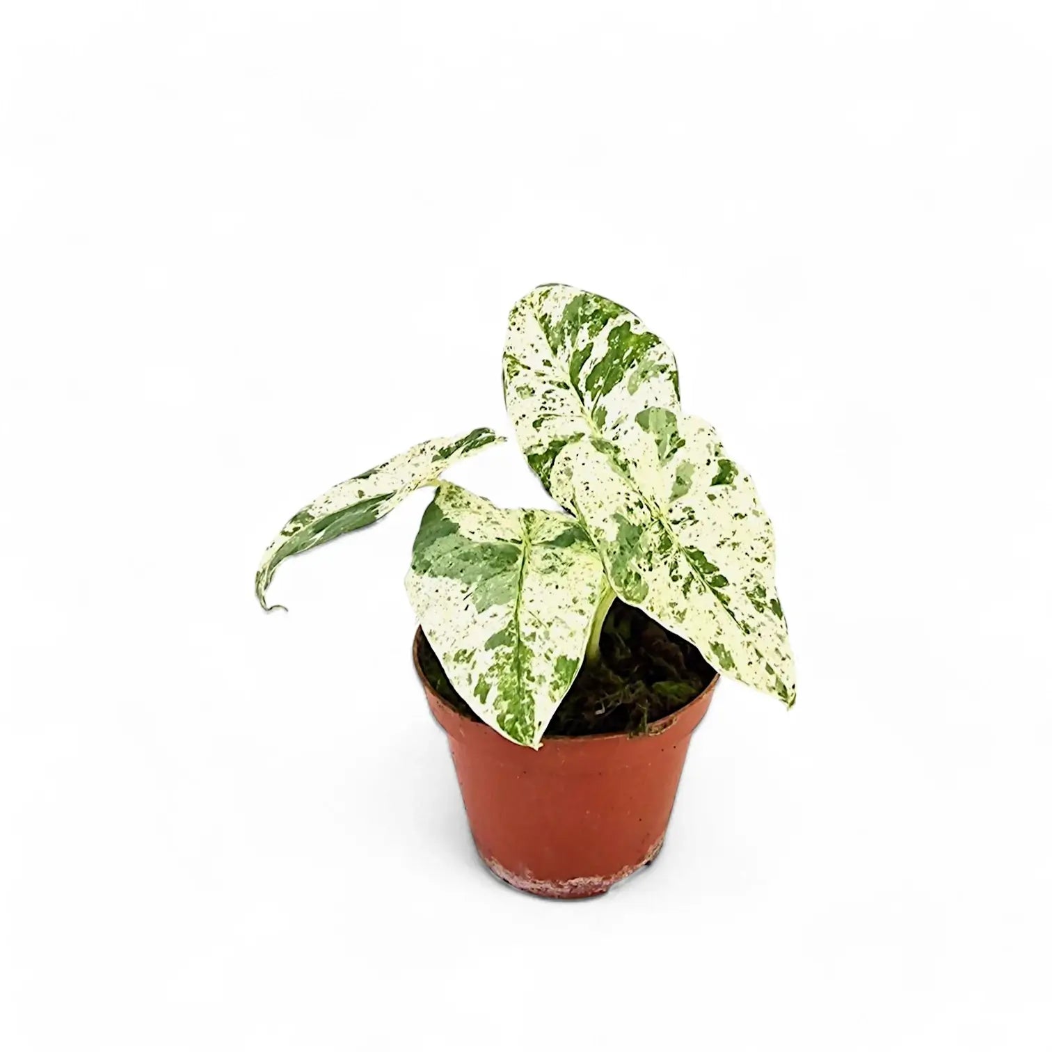 Alocasia odora variegata 'Batik' potted houseplant in nursery pot on white background, product photo 6.