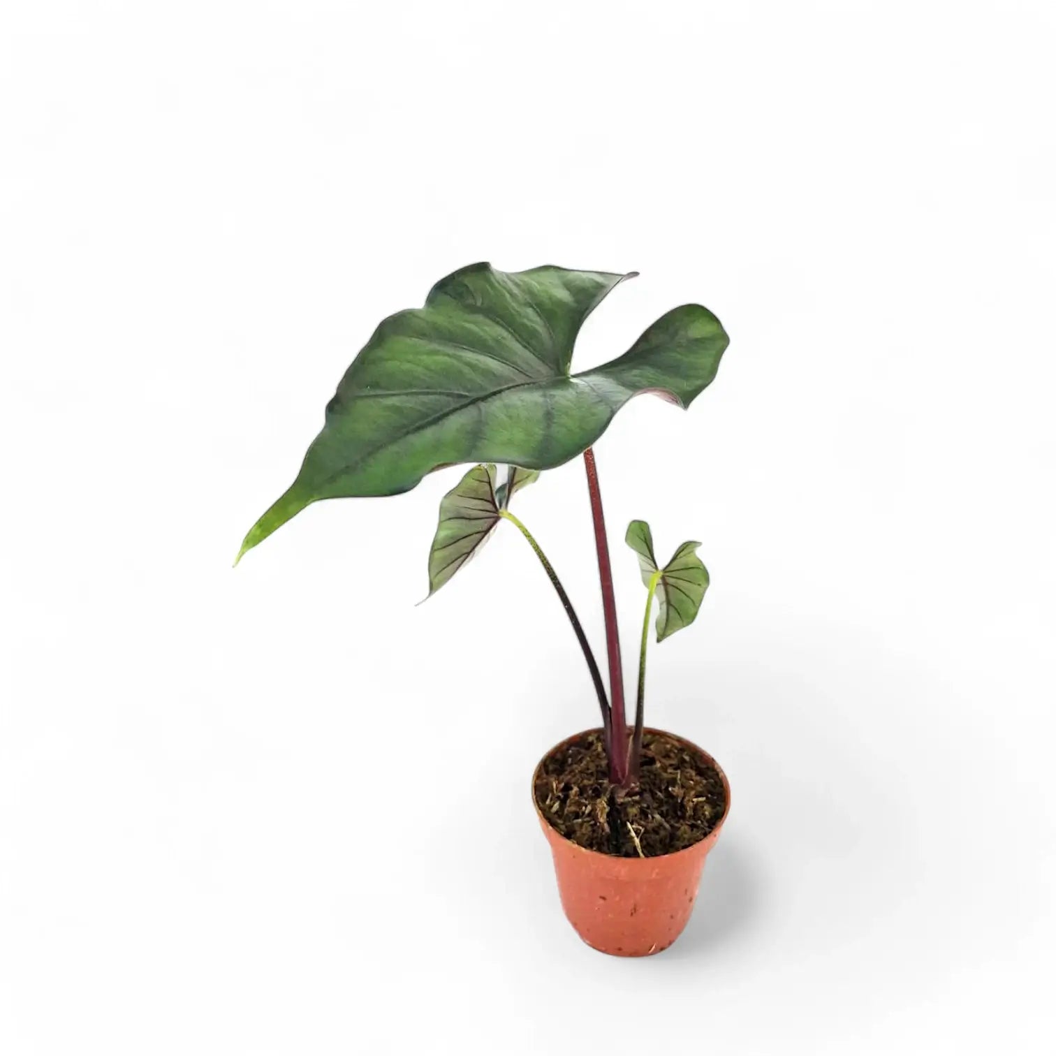 Alocasia princeps 'Purple cloak' potted houseplant in nursery pot on white background, product photo 5.
