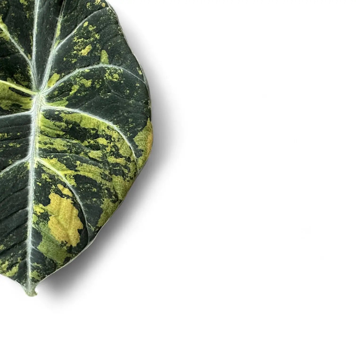 Alocasia reginula 'Black Velvet Gold' leaf close-up on white background.