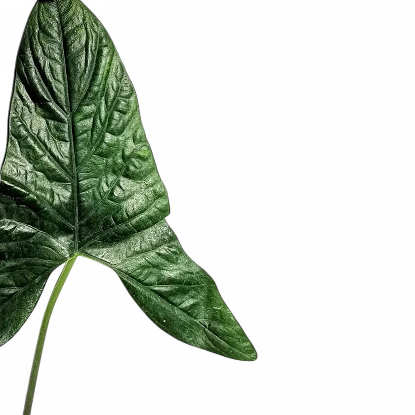 Alocasia sp. Papua – Blattdetail vor weißem Hintergrund..