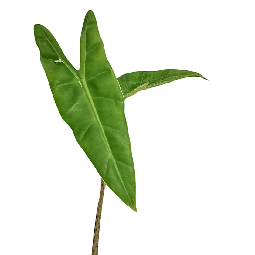 Alocasia sp. Sulawesi – Blattdetail vor weißem Hintergrund..