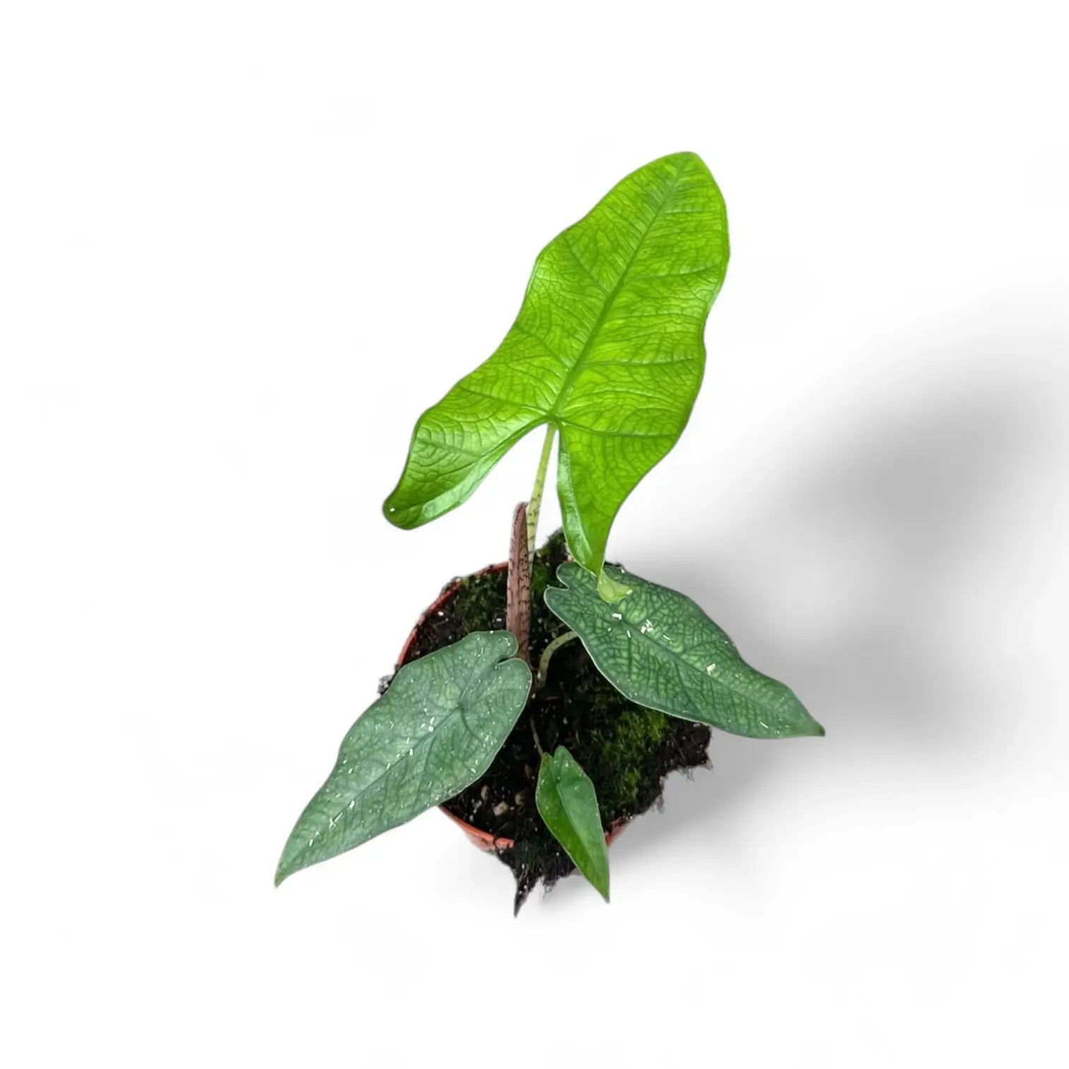 Alocasia sp. Sulawesi 'Green Carpet' potted houseplant in nursery pot on white background, product photo 3.