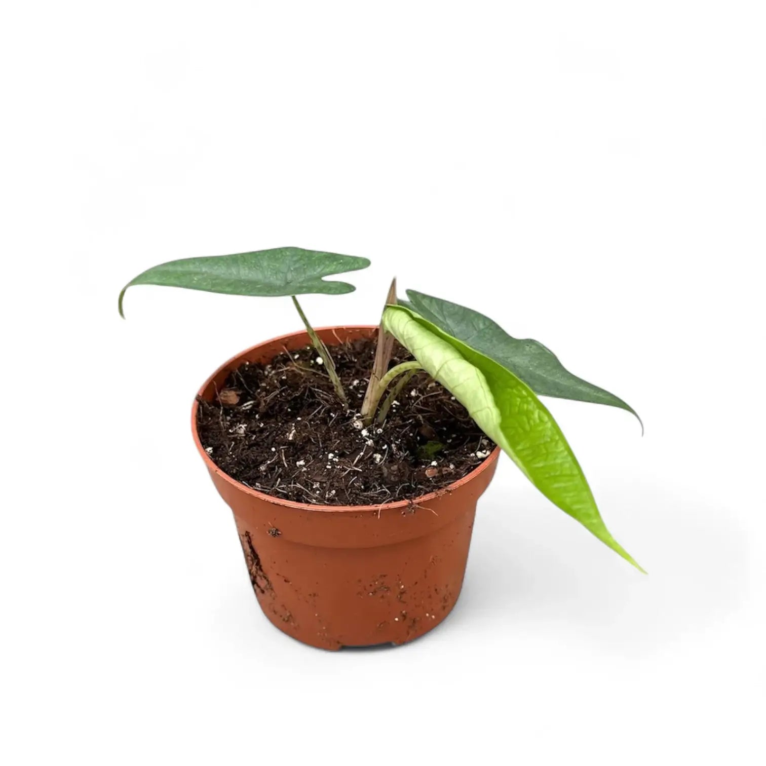 Alocasia sp. Sulawesi 'Green Carpet' potted houseplant in nursery pot on white background, product photo 5.