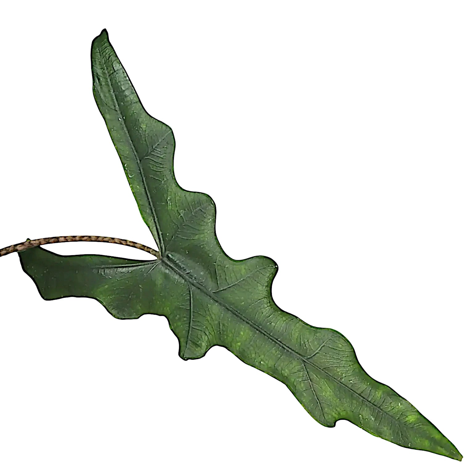 Alocasia sp. Sulawesi 'Sabrina Narrow' leaf close-up on white background.