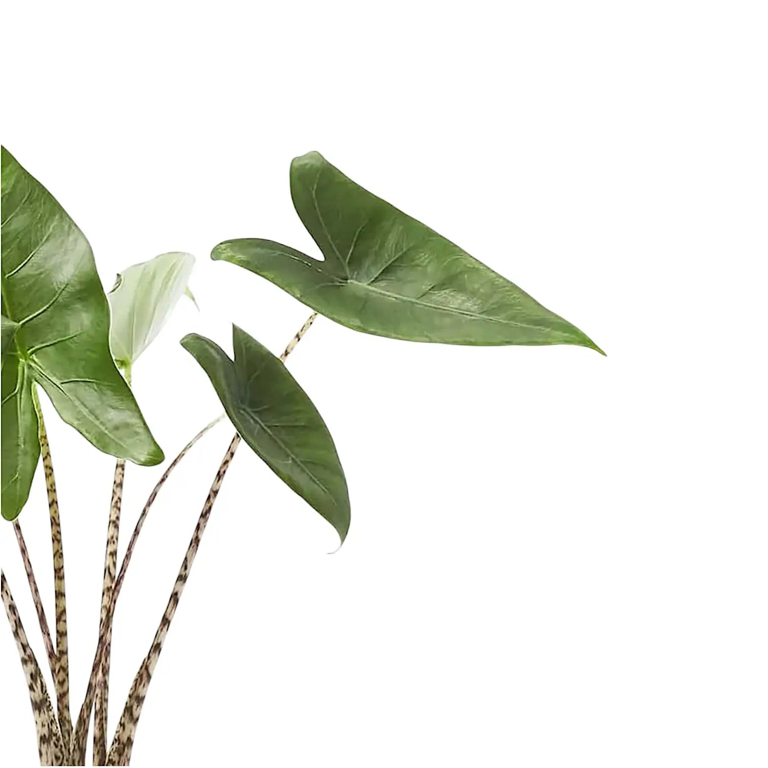 Alocasia zebrina – Blattdetail vor weißem Hintergrund..