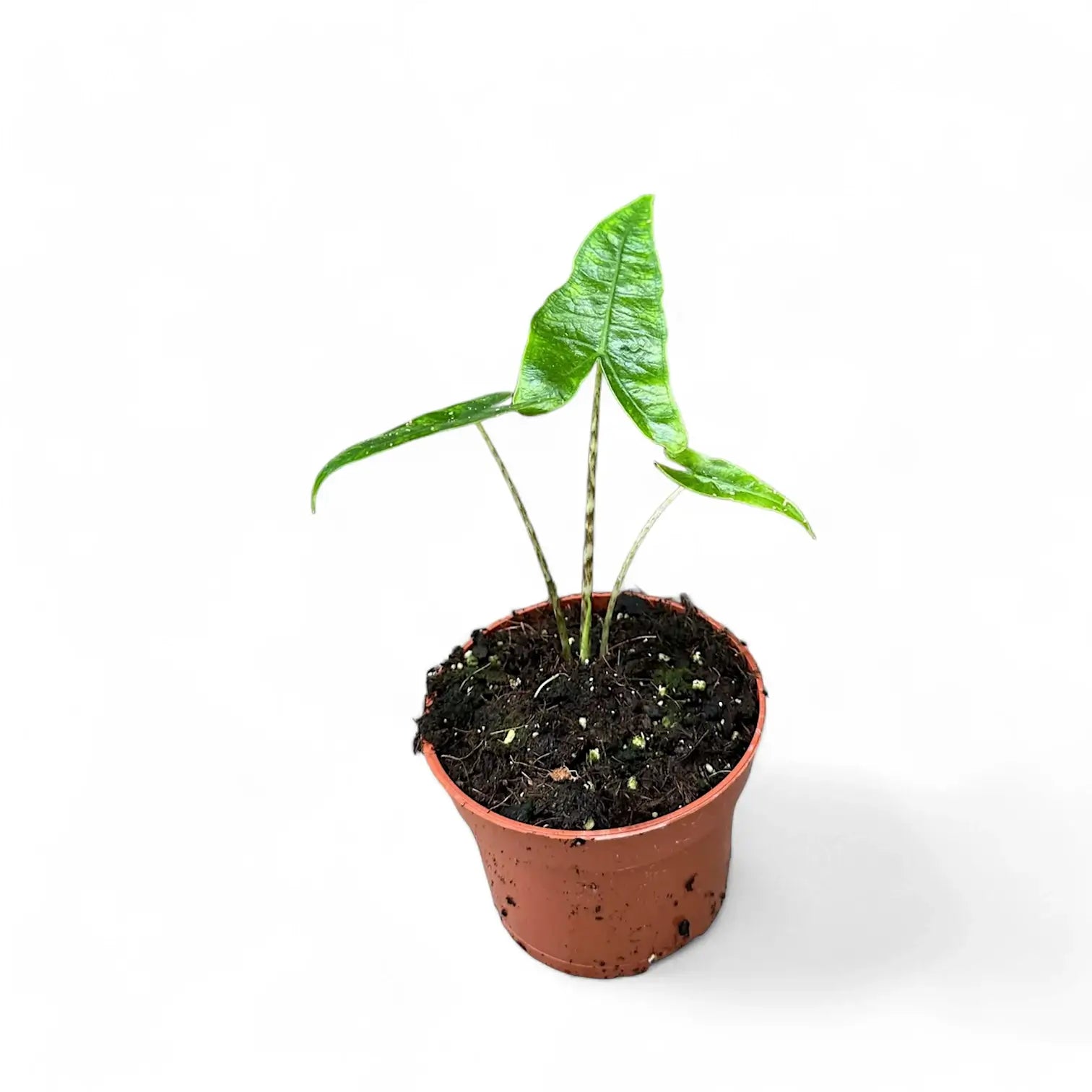 Alocasia zebrina 'Reticulata' potted houseplant in nursery pot on white background, product photo 7.