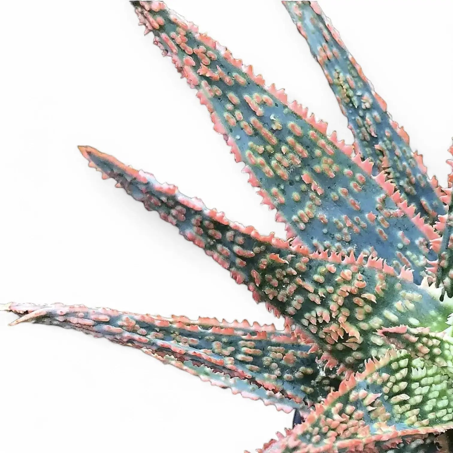 Aloe âDZâ â Blattdetail vor weiĂem Hintergrund..