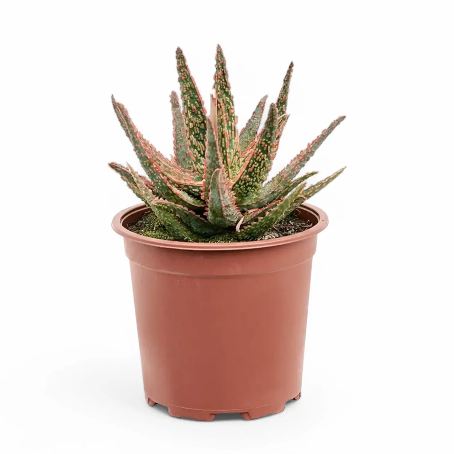 Aloe 'Pink Blush' Zimmerpflanze im Anzuchttopf vor weißem Hintergrund, Produktfoto 2.