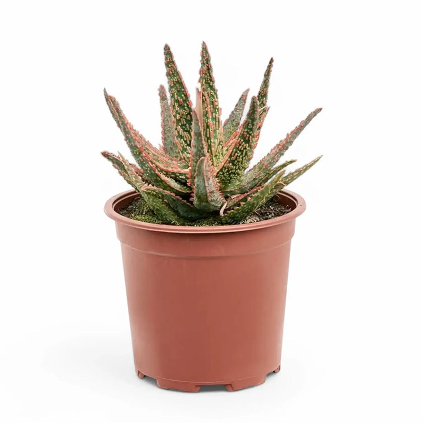 Aloe 'Pink Blush' potted houseplant in nursery pot on white background, product photo 2.