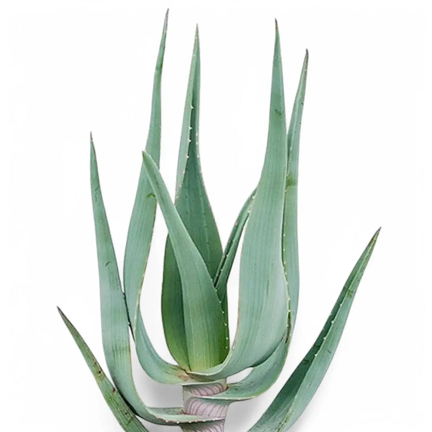 Aloe comosa leaf close-up on white background.