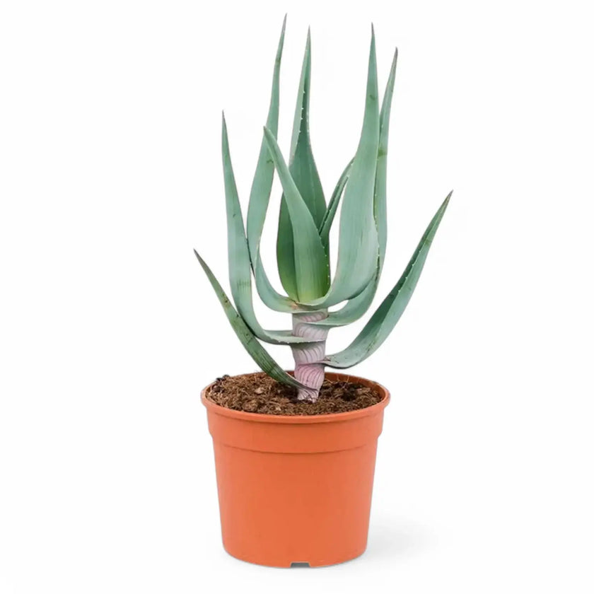Aloe comosa potted houseplant in nursery pot on white background, product photo 2.