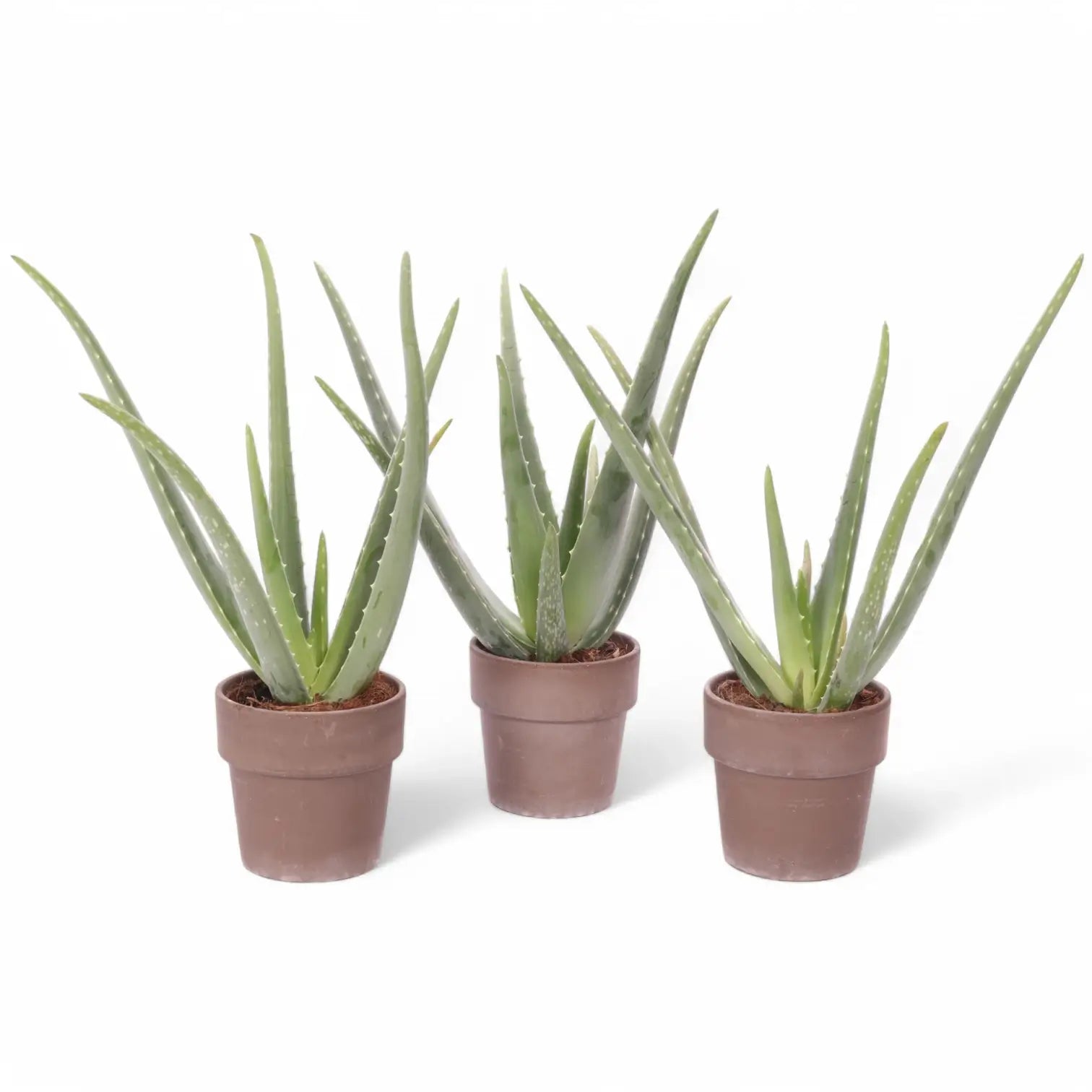 Aloe vera Zimmerpflanze im Anzuchttopf vor weiĂźem Hintergrund, Produktfoto 2.