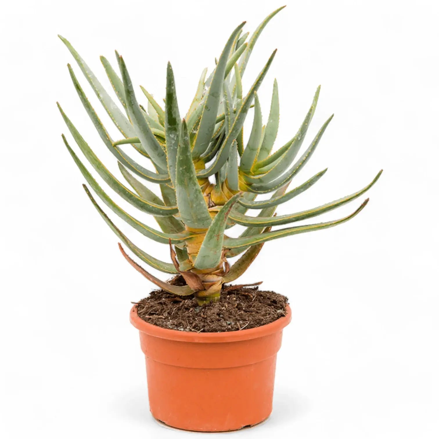 Aloidendron dichotomum (Aloe dichotoma) Zimmerpflanze im Anzuchttopf vor weißem Hintergrund, Produktfoto 3.