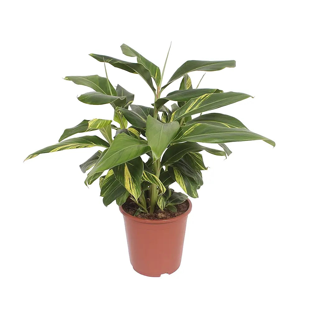 Alpinia zerumbet variegata Zimmerpflanze im Anzuchttopf vor weiĂźem Hintergrund, Produktfoto 3.