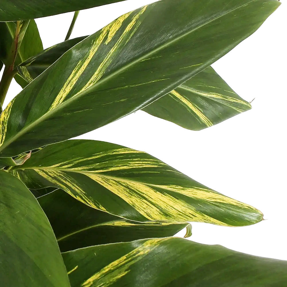 Alpinia zerumbet variegata Zimmerpflanze im Anzuchttopf vor weiĂźem Hintergrund, Produktfoto 4.