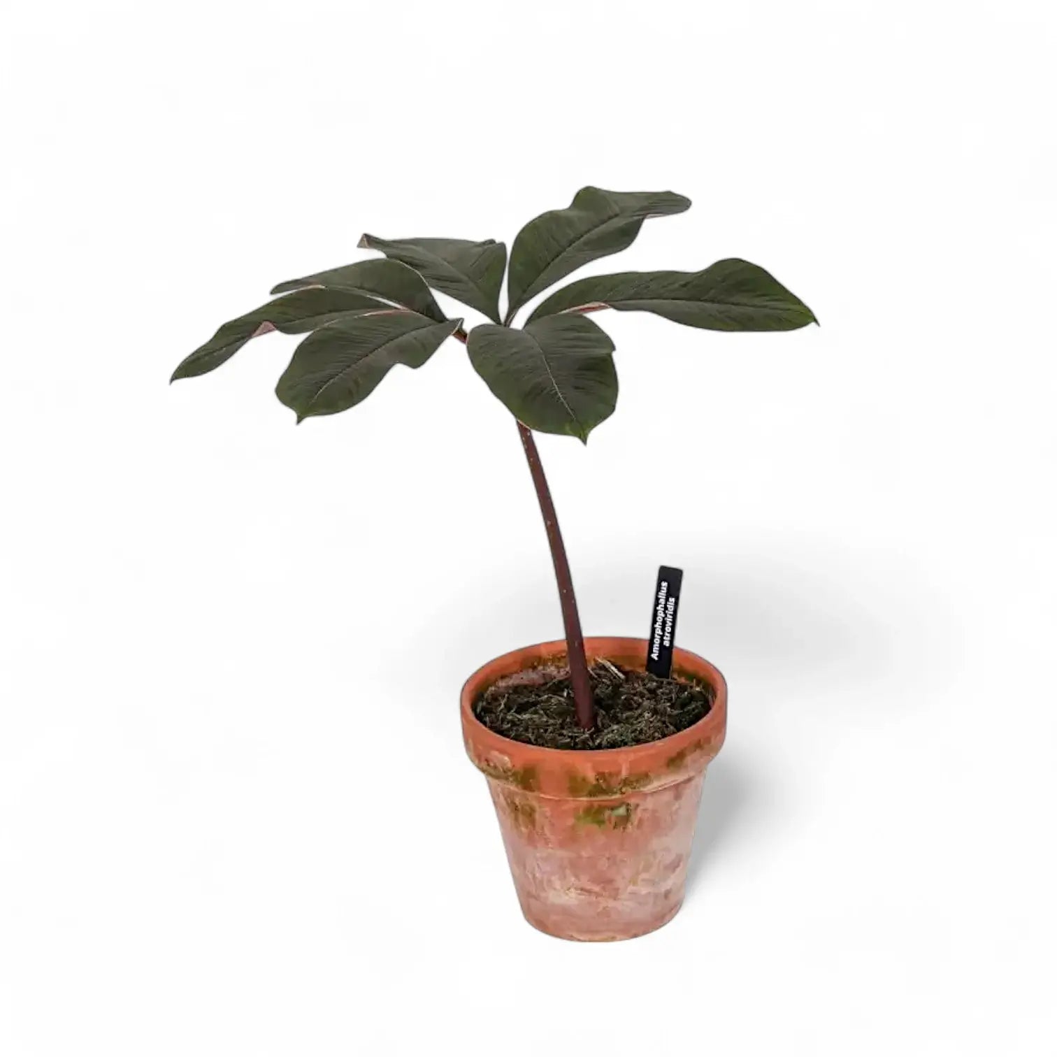 Amorphophallus atroviridis potted houseplant in nursery pot on white background, product photo 3.