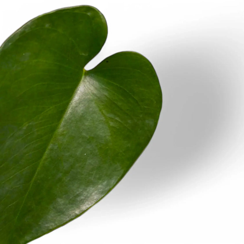 Amydrium humile leaf close-up on white background.