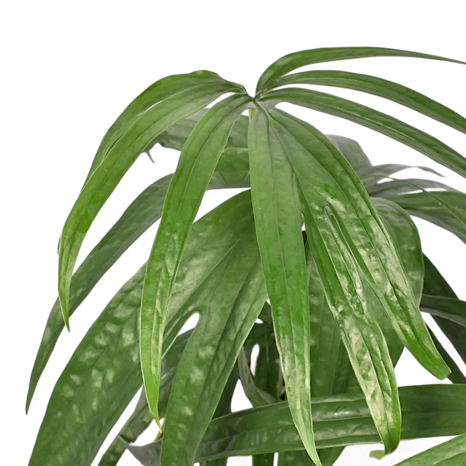 Amydrium zippelianum leaf close-up on white background.