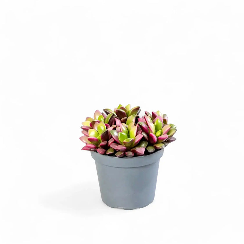 Anacampseros rufescens f. variegata potted houseplant in nursery pot on white background, product photo 2.