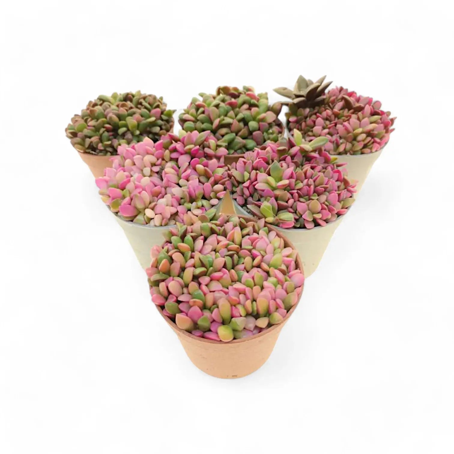 Anacampseros rufescens f. variegata potted houseplant in nursery pot on white background, product photo 4.