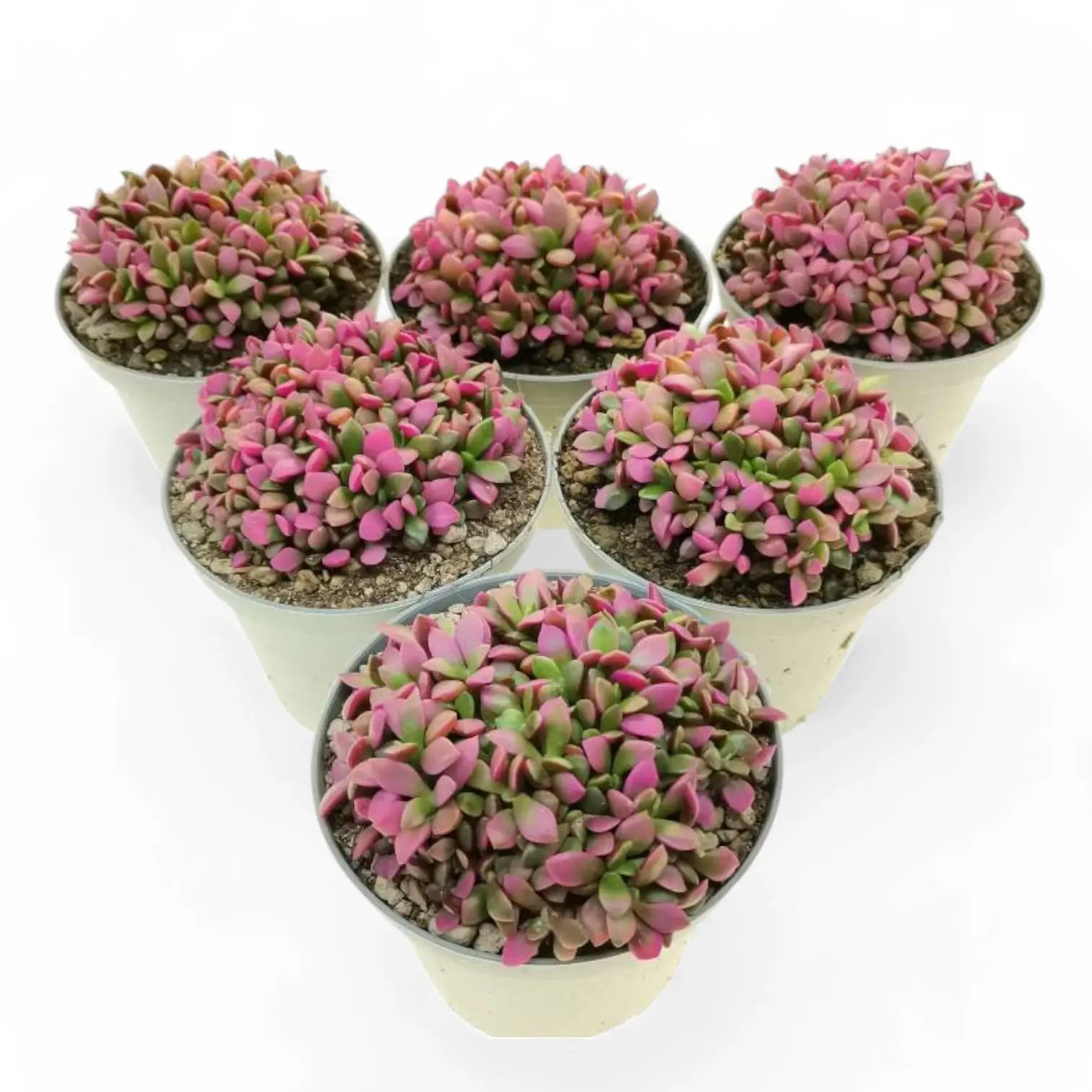 Anacampseros rufescens f. variegata potted houseplant in nursery pot on white background, product photo 5.